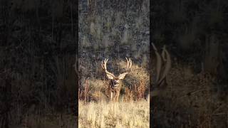 Mule Deer King of the mountain shorts bigbucks hunting ng [upl. by Mehalick]