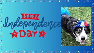 My Dog Celebrating Independence Day🐕🎆🎇dog independenceday doglover [upl. by Normi]