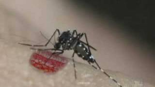 Aedes aegypti and Aedes albopictus  A Threat in the Tropics  PART 1 [upl. by Kreindler]