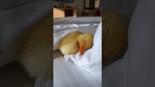 Ducktales theme song petducks ducklings [upl. by Lussier]