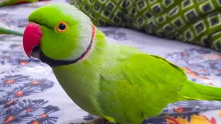 Parrots Dancing And Speaking In Urdu Hindi With Each Other [upl. by Nylaj]