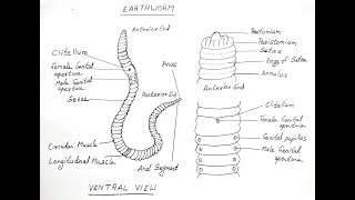 EARTHWORM DIAGRAM FOR CLASS 11 BIOLOGY [upl. by Eillo984]