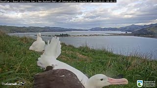 Crash Landing Male Albatross Face Plants In Front Of Royal Cam  DOC  Cornell Lab [upl. by Breeze]