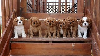 Cavalier King Charles Spaniel Puppies trying the stairsand its cute [upl. by Woodward418]