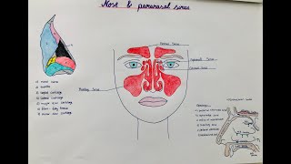 nose  paranasal sinuses  anatomy physiology structure [upl. by Boelter637]