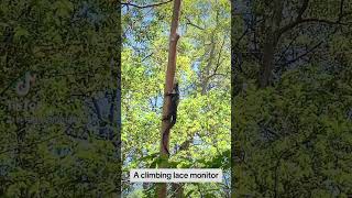 Goanna climbing tree [upl. by Sumner]