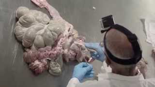 Pig Digestive Tract Dissection [upl. by Ees]