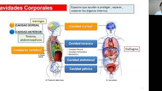 CAVIDADES CORPORALES Y MEMBRANAS [upl. by Ahsiak]