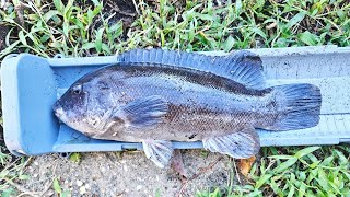 TautogBlackfish fishing Inlets and Canals in New Jersey [upl. by Notserk517]