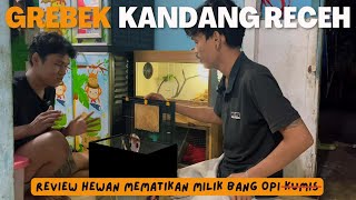 GREBEK KANDANG RECEH  Grebek Kandang Bang Opi Ada Ular Mematikan Bikin Ngeri [upl. by Auka]