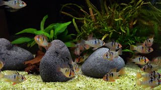 Südamerikanischer Schmetterlingsbuntbarsch  Mikrogeophagus ramirezi [upl. by Derry]