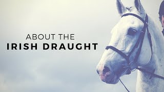 Discover The Horse About the Irish Draught [upl. by Leikeze235]