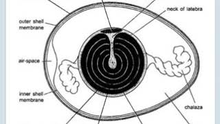 Cleavage and blastula of chicken 🐔مراحل التطور الجنینی [upl. by Hama]