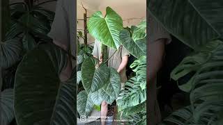 Philodendron sodiroi  check out my full Plant Spotlight to learn more about this plant [upl. by Millur]