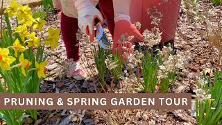 Pruning Limelight Hydrangea Tree Little Quick Fire Hydrangeas and Spring Garden Tour [upl. by Htbazile]