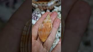 Lyria delessertiana michardi ❤️Very special shell collection displayshells [upl. by Kwan464]