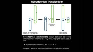 Robertsonian Translocations amp Correlation to Down Syndrome [upl. by Rodger622]