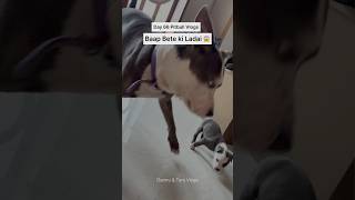 Pitbulldog amp Puppies Daily Vlogs ❤️ dog [upl. by Gonsalve254]