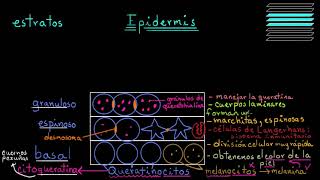 ¿Qué es la piel Epidermis  Fisiología del sistema tegumentario  Khan Academy en Español [upl. by Helsell269]