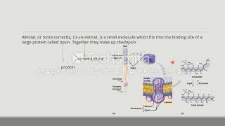 rhodopsin cycle [upl. by Dorn307]