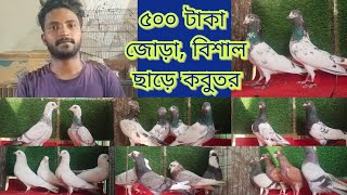 মাত্র ৫০০ টাকা জোড়া কবুতর কিনুন ডিম বাচচা সহ  লালগররা চিলা মুসালদম পাকিস্তানি টেডি কালদম কবুতর [upl. by Koffler808]