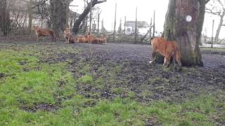 close encounter with a lion  knowsley safari park [upl. by Anahahs]