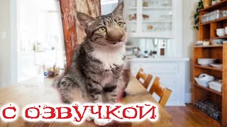 Приколы с котами КОТ ПРОТИВ ПЧЕЛЫ  Смешные коты С ОЗВУЧКОЙ Самые смешные животные [upl. by Valentine]