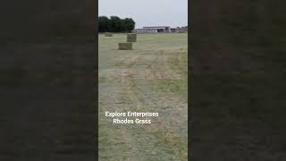 beat quality Rhodes grass ready for delivery [upl. by Emmet]