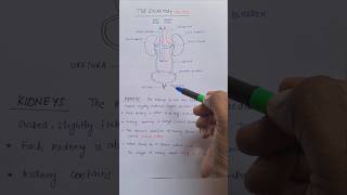 Function of Kidney Ureters Urethra Urinary Bladder Excretory System Class10 biology science [upl. by Noelopan351]