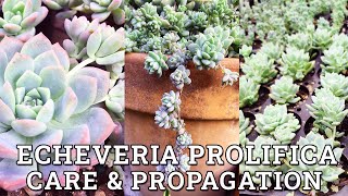 Echeveria Prolifica Care amp Propagation [upl. by Akcire]