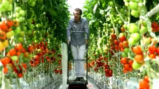 Tomates  pourquoi et comment les cultiveton sous serre [upl. by Onaicnop]