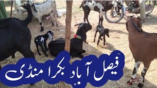 10 October 2024  Faisalabad Bakra Mandi  Latest video update  Niyamoana Mandi [upl. by Llecrup]