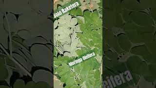 MalunggayMoringa Oleiferaherbal Vegetableshortvideo upload brought to YouTube [upl. by Albion]