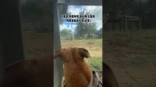 youtubeshorts malinois staffie dogbreed staffy [upl. by Karol]