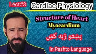 Le3 Physiology of Heart  Structure of heart  Layers of Heart  Structure of Myocardium [upl. by Iaoh]