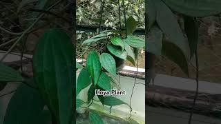 Hoya Growing Hacks Transform Your Plants Overnight hoyaplants hoyalover hoyacare [upl. by Mcclenon263]