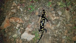 Salamandra algira Chefchaouen Morocco [upl. by Nyletac]