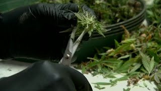 Gov Ron DeSantis pushes to end state ban on smokable medical marijuana [upl. by Norbel]