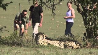 SHAMWARI GAME RESERVE WILL ROCK YOU [upl. by Shepp491]