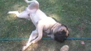 English mastiff playing [upl. by Aleahpar]