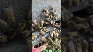 No bee no food no life beecolony honeybeesting beekeeping farming [upl. by Jeno938]