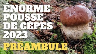 Préambule dune énorme pousse  LES SIGNES  Saison des cèpes 2023 cèpes champignons [upl. by Berget]