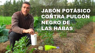 JABÓN POTÁSICO CONTRA PULGÓN NEGRO DE LAS HABAS [upl. by Inavoig]