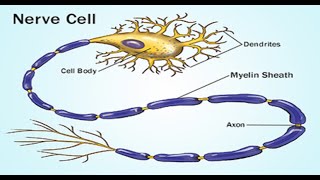 Two Minutes of Anatomy Myelin Sheath [upl. by Negeam]