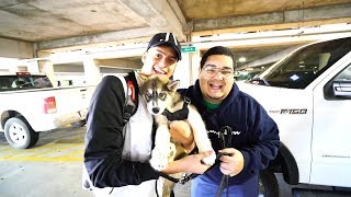 LEVEI MEU CACHORRO PRA CONHECER O JON NO AEROPORTO ‹ Rabicó › [upl. by Brawner]