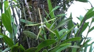 Epidendrum nocturnum Guadeloupe [upl. by Johan]