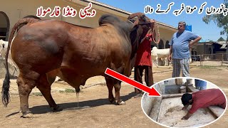 Desi Fattening Wanda Formula for Qurbani Animals ll Gulf cattle Farm Feeding Plan cow mandi bull [upl. by Cowden]