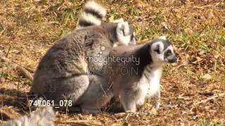 交尾をするワオキツネザル／Ring tailed lemurs mating Miami [upl. by Myna69]