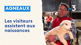 Saison de lagnelage  les visiteurs assistent à la naissance des agneaux à la ferme [upl. by Ayotac]