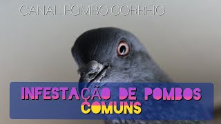 Infestação de pombos comuns [upl. by Drahsar]